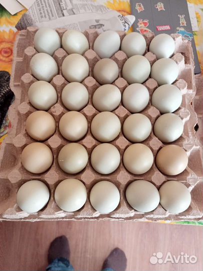 Домашние куриные яйца инкубационные доминанты959