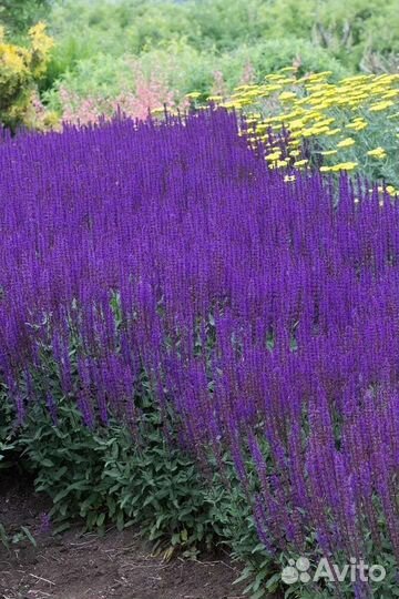 Пряные травы. Мяты, чабрецы, душица