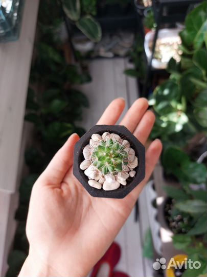 Кактусы и суккуленты в горшочках