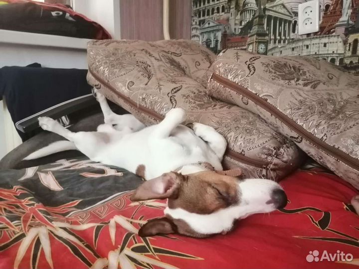 Вязка джек Рассел терьер
