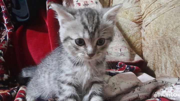 Кошки в добрые руки бесплатно