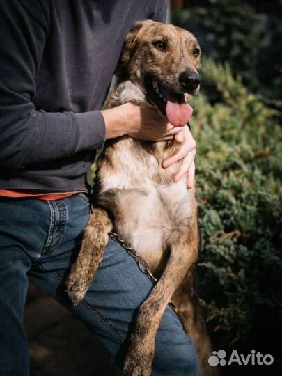 Собака в добрые руки отдам бесплатно