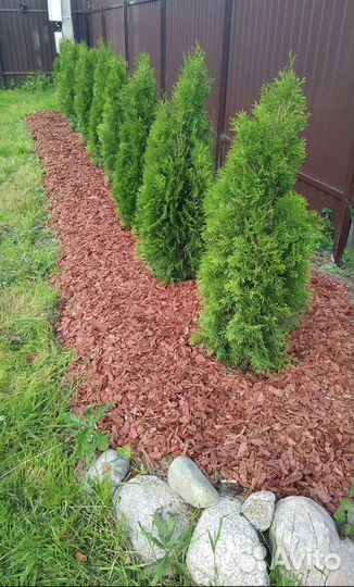 Кора сосны мульча