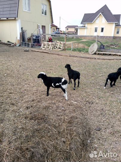 Ягнята баранчики