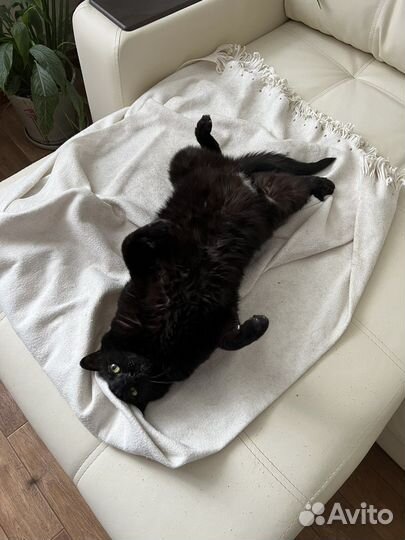 Кошка-компаньон