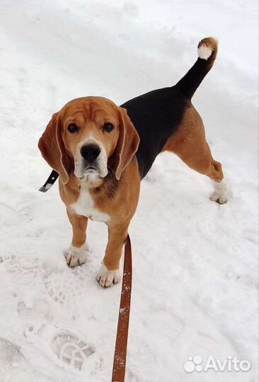 Передержка собак