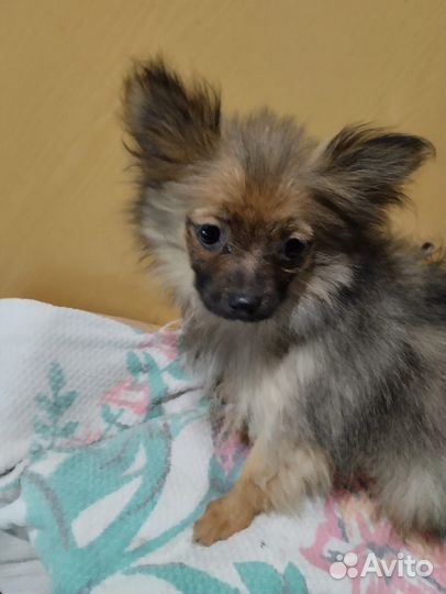 Помесь шпица