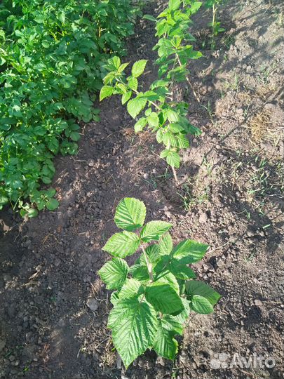 Малина Желтый гигант