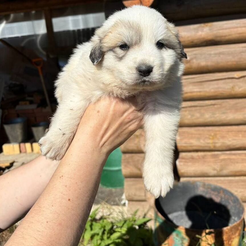 Щенки пиринейской горной собаки