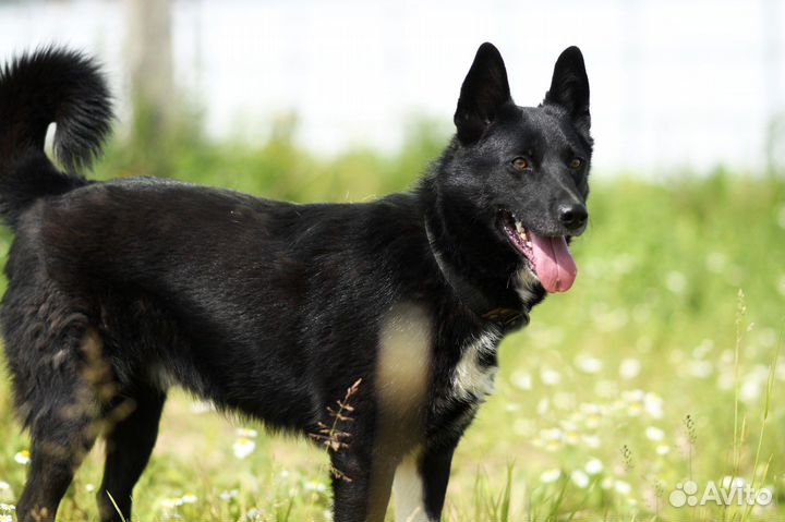 Север в добрые руки