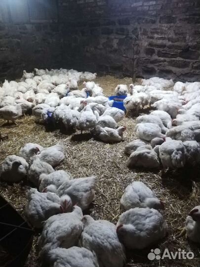 Куры бройлеры