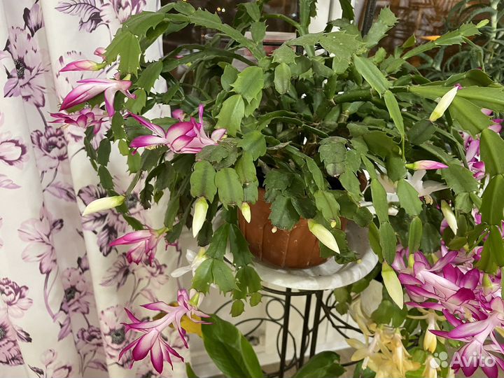 Декабрист шлюмберга цветущий (зигакактус)