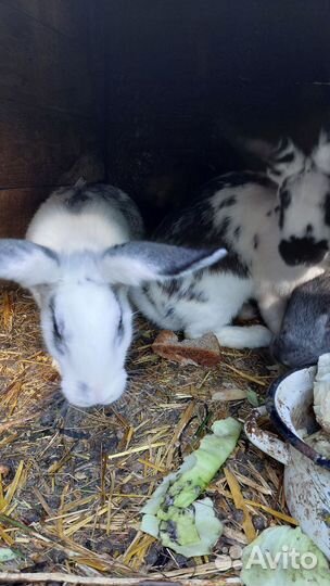 Домашние животные кролики