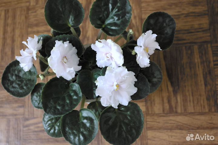 Комнатные цветы