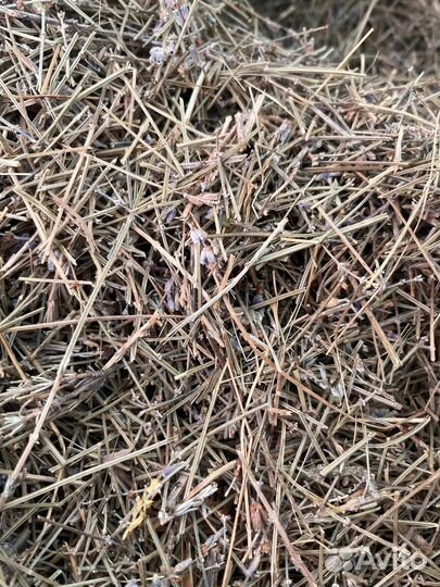 Лаванда палка