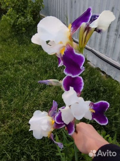 Ирис бородатый