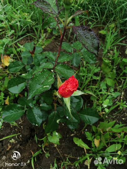 Кустовые розы