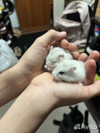 Джунгарский хомяк