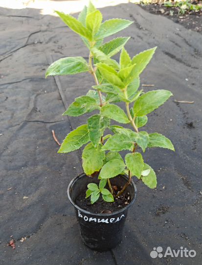 Гортензия метельчатая