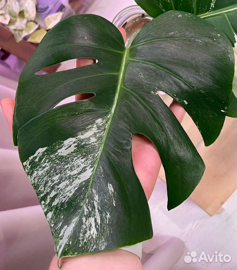 Монстера вариегатная Альба