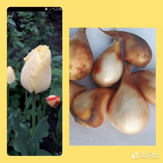 Луковицы жёлтых тюльпанов,нарциссов и крокусов