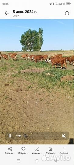 Коровы и телки