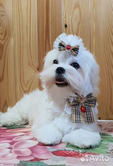 Щенки мальтийской болонки