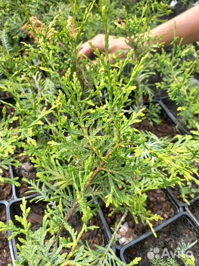 Туя Брабант, Смарагд и шаровидная Little Giant