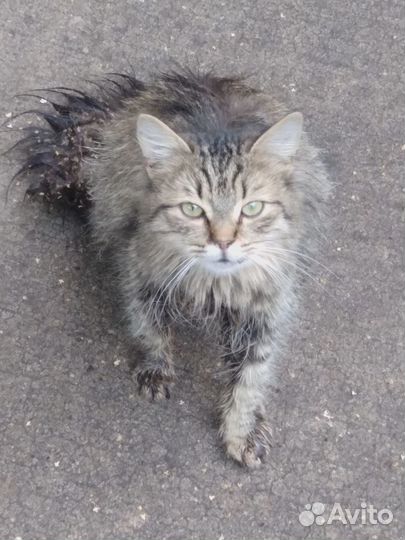 Брошенной кошке нужен дом или передержка