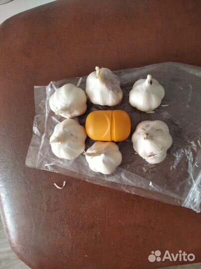 Чеснок
