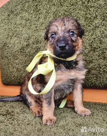 Щенки бесплатно