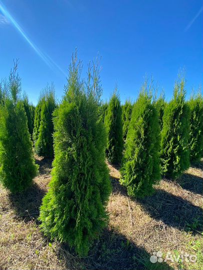 Туя Смарагд 80 см из питомника