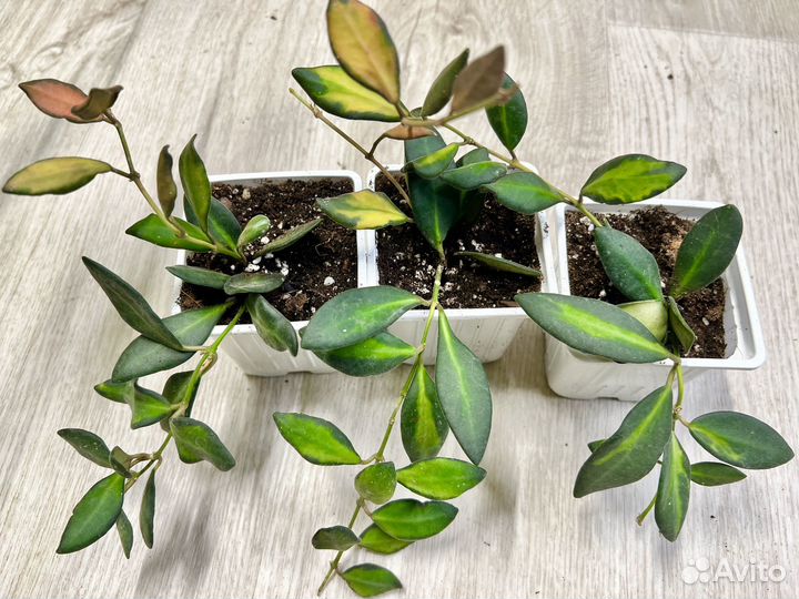 Комнатные растения цветы-хойя