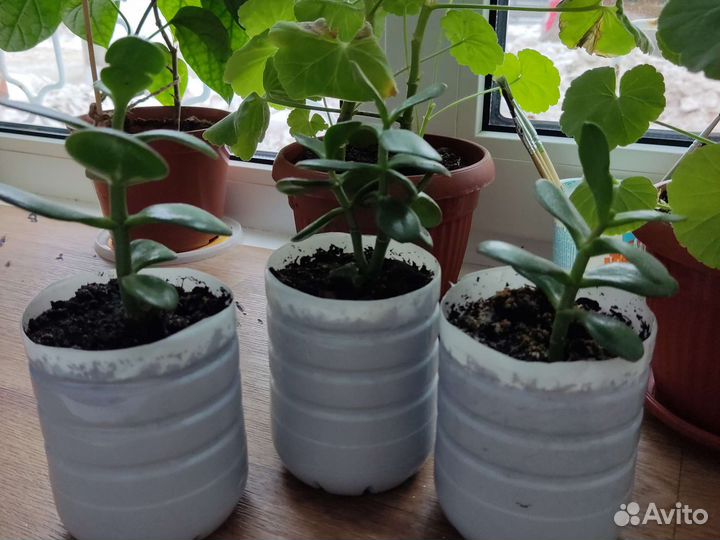 Толстянка (денежное дерево)