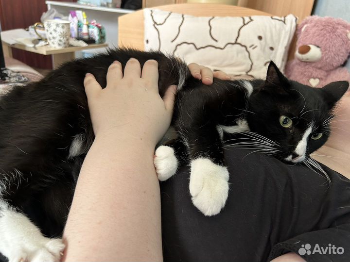 Кошки в добрые руки