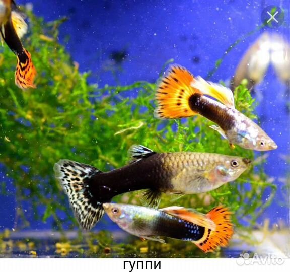 Аквариумные рыбки