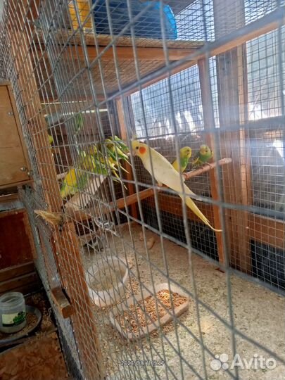 Попугай карелла птенцы