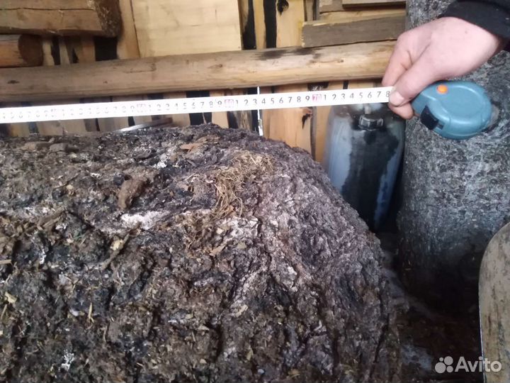 Кап берёзовый