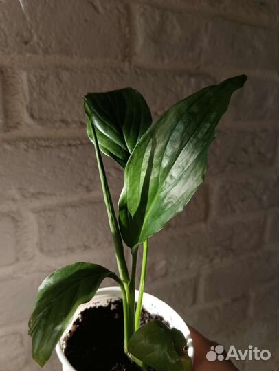 Спатифиллум женское счастье
