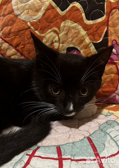 Котенок девочка Маркиза 3 месяца в дар