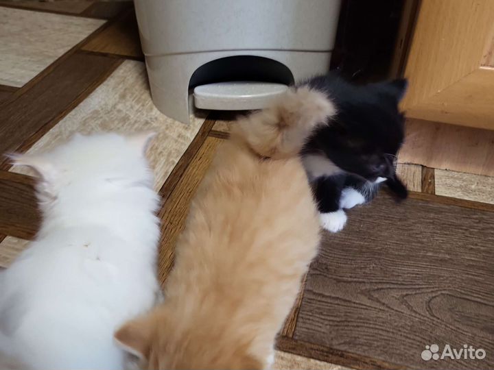 Котята в добрые руки бесплатно