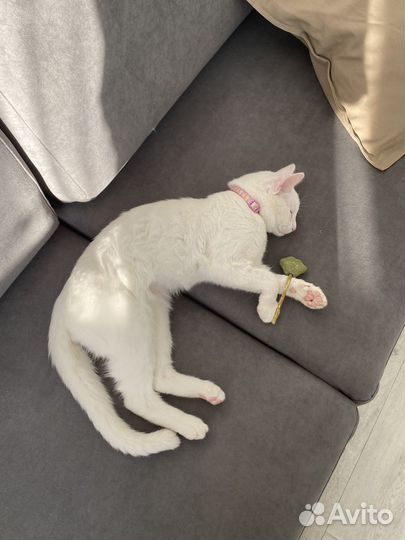 Отдам кота в добрые руки