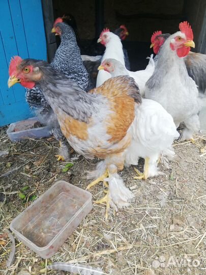 Петух породы Брама