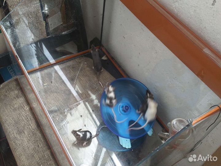 Мышки