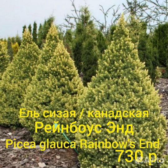 Ель голубая Глаука