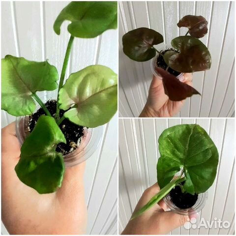 Сингониум Ред спот и Фикус Коконат крем брони нет