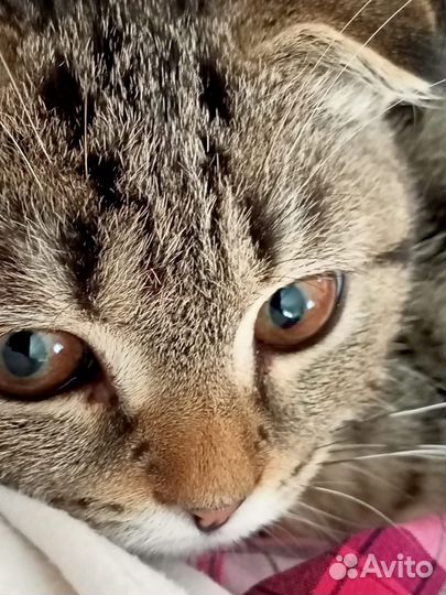 Шотландская кошка