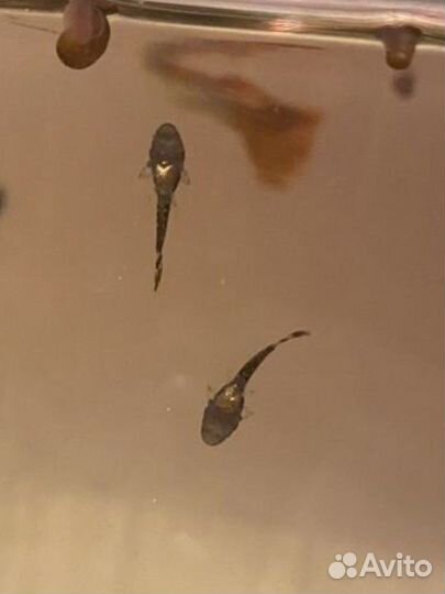 Аквариумные сомики, улитки