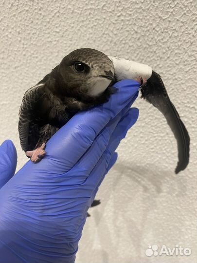 Орнитолог осмотр, диагноз, онлайн консультация