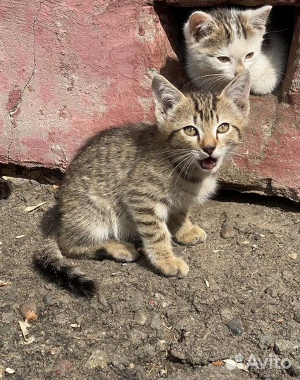 Котята и кошки в добрые руки